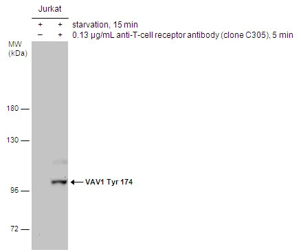 VAV1 (phospho Tyr174) antibody